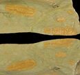 Protolenus Trilobite Molts With Pos/Neg - Tinjdad, Morocco #141877-3